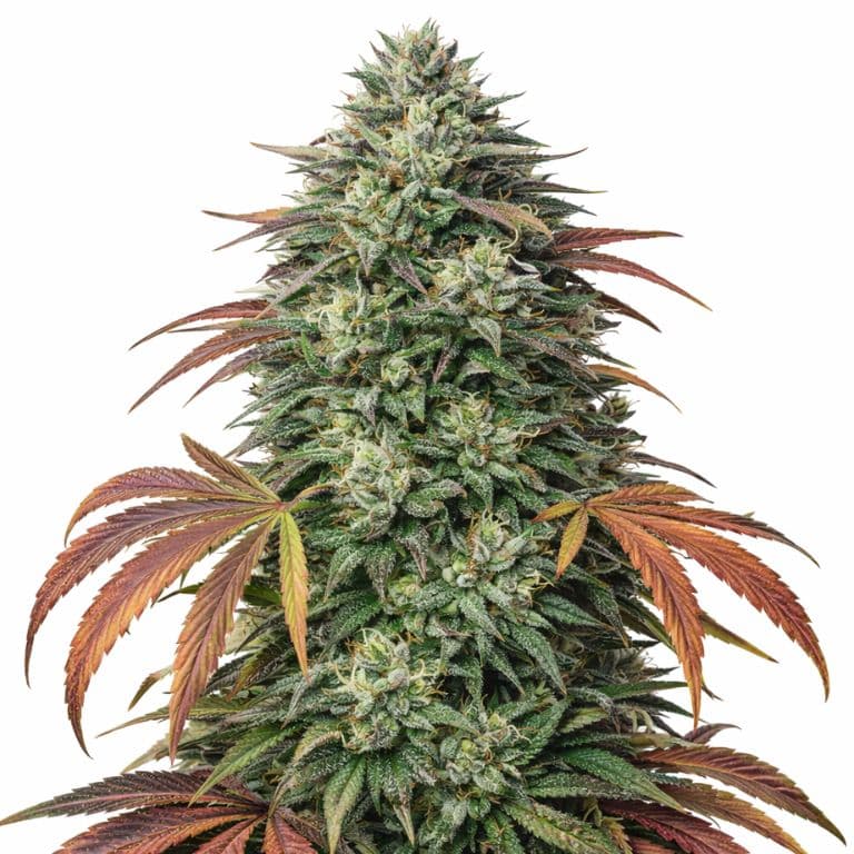 Bubba Kush Feminized
