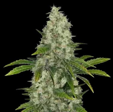 Do-Si-Dos Auto