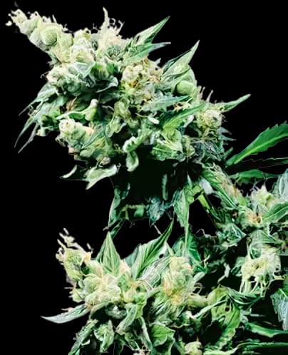 Hash Plant Auto