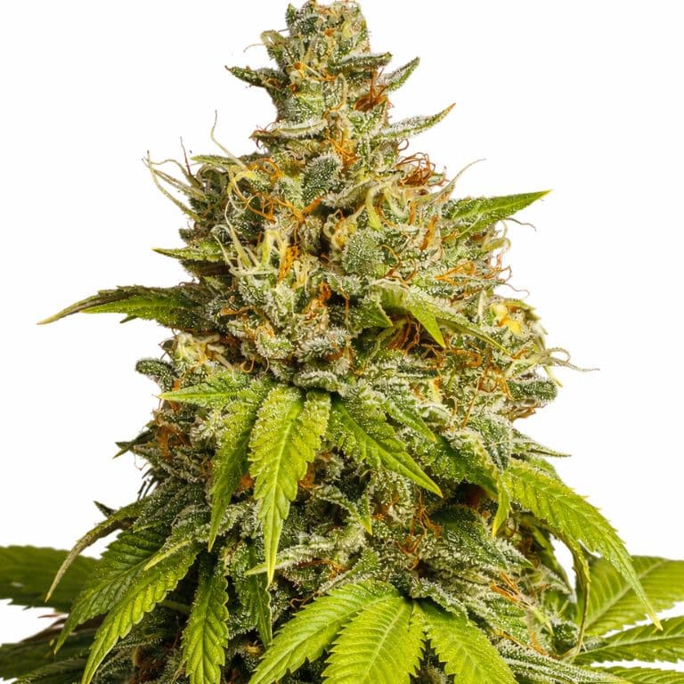 Durban Poison Auto