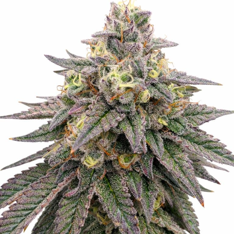 Forbidden Fruit Feminized