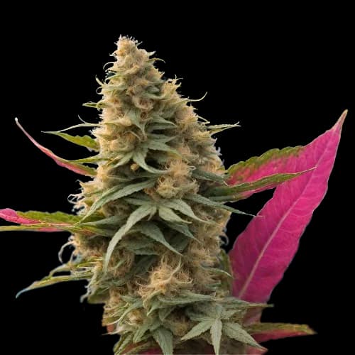 Maui Haole Feminized