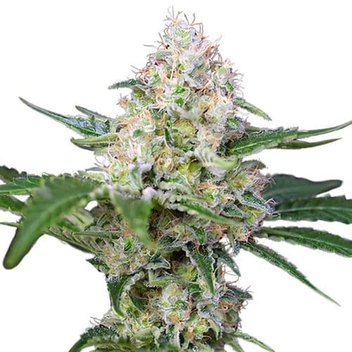 Runtz Feminized