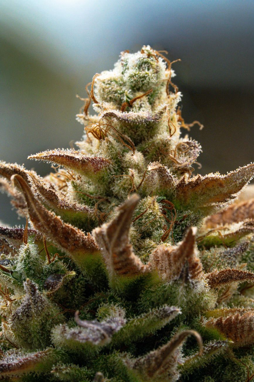 Nahaufnahme einer frostigen Cannabisblüte mit detaillierten Trichomen und leuchtenden Farben.