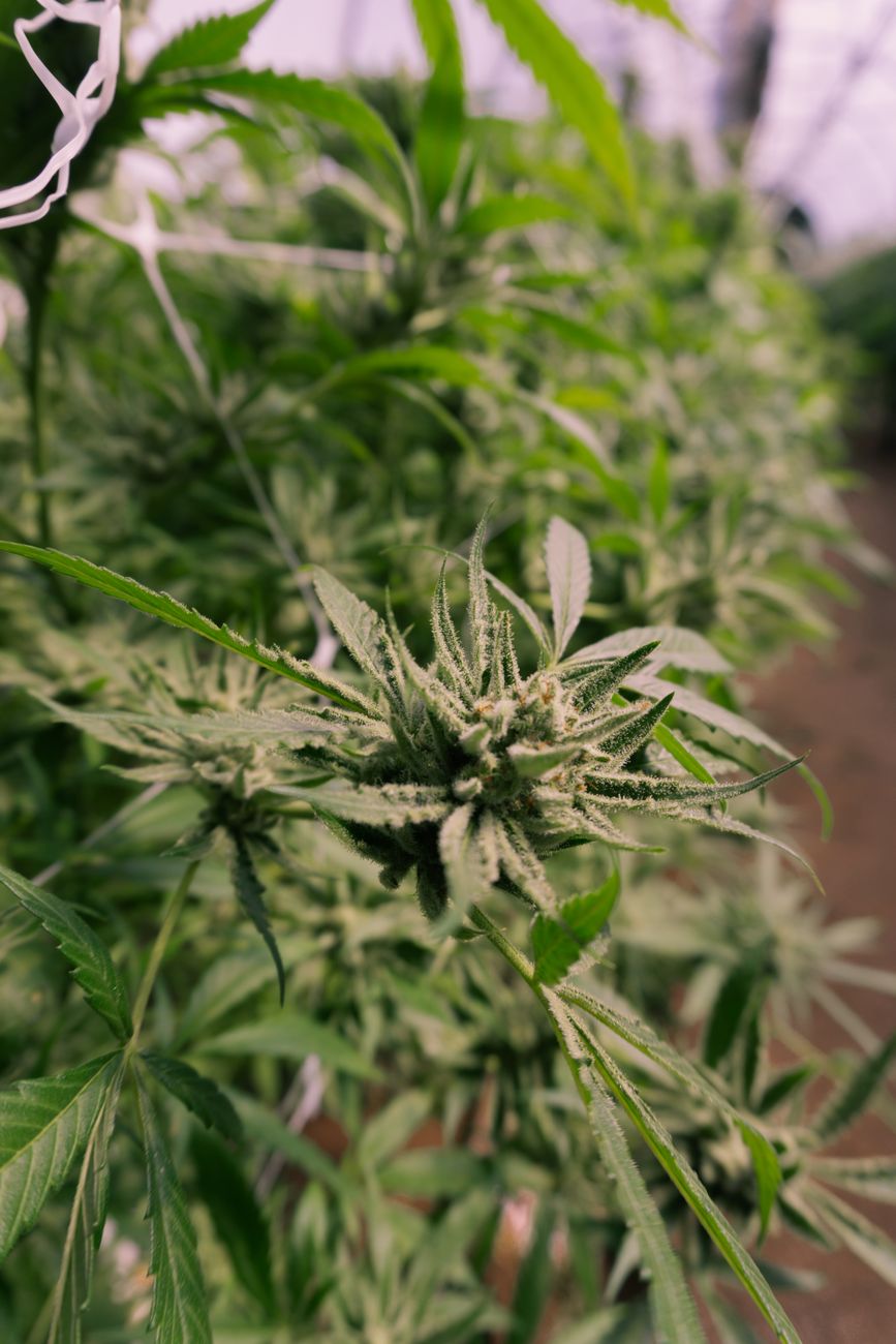 Detailaufnahme einer blühenden Cannabispflanze in einem Gewächshaus.