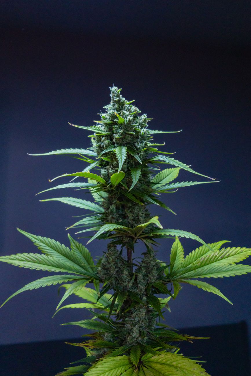 Detailaufnahme einer Cannabispflanze vor dunklem Hintergrund.