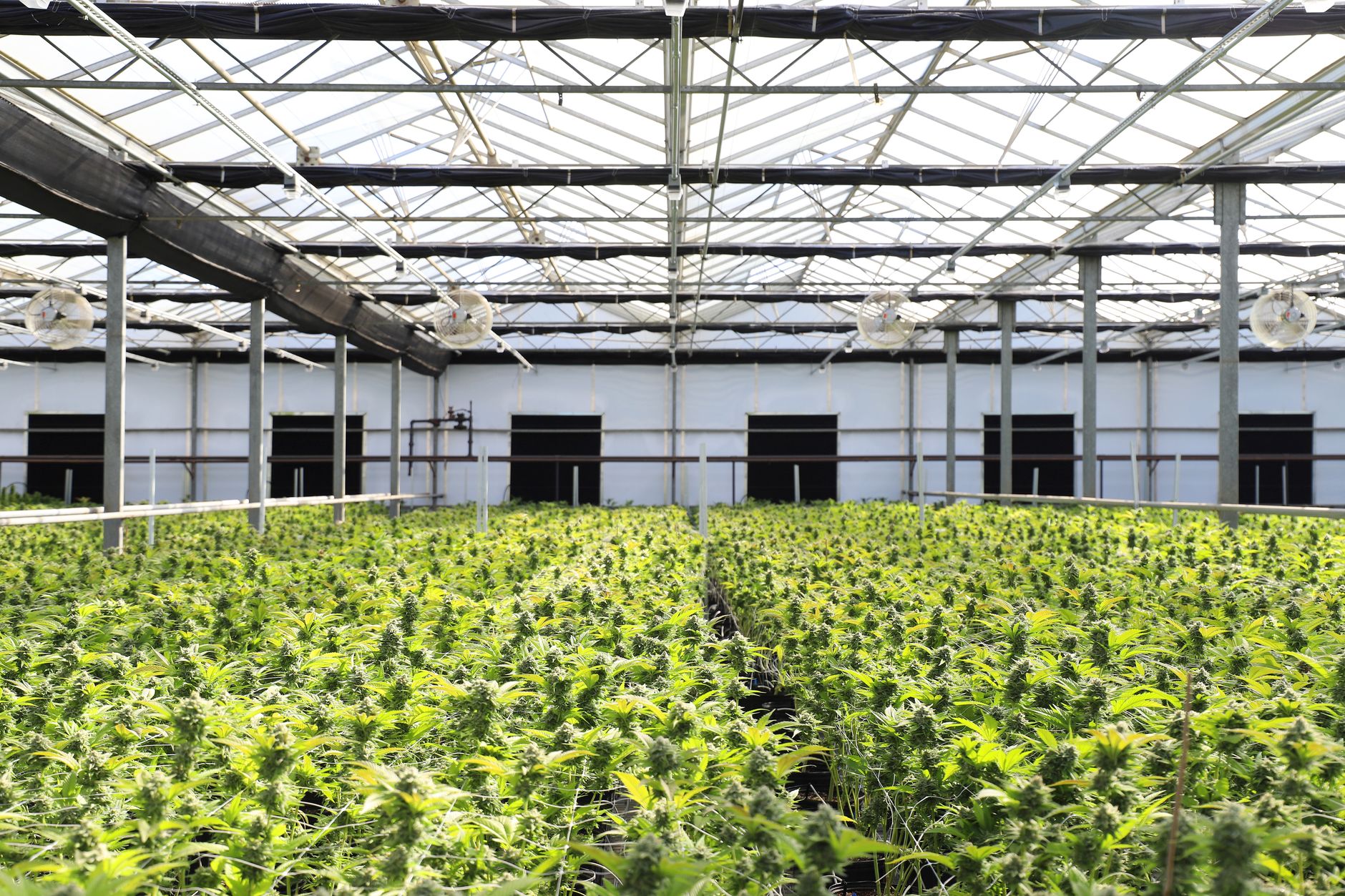 Ein lebhaftes Indoor-Gewächshaus mit üppig gedeihenden Cannabispflanzen unter natürlichem Licht.