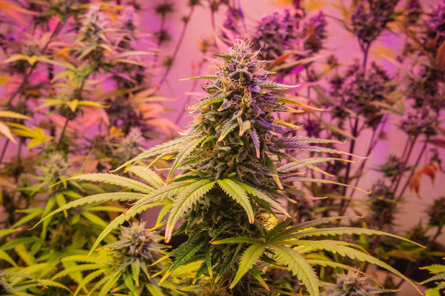 Detailansicht einer Cannabispflanze unter lebhaftem rosa Innenlicht.