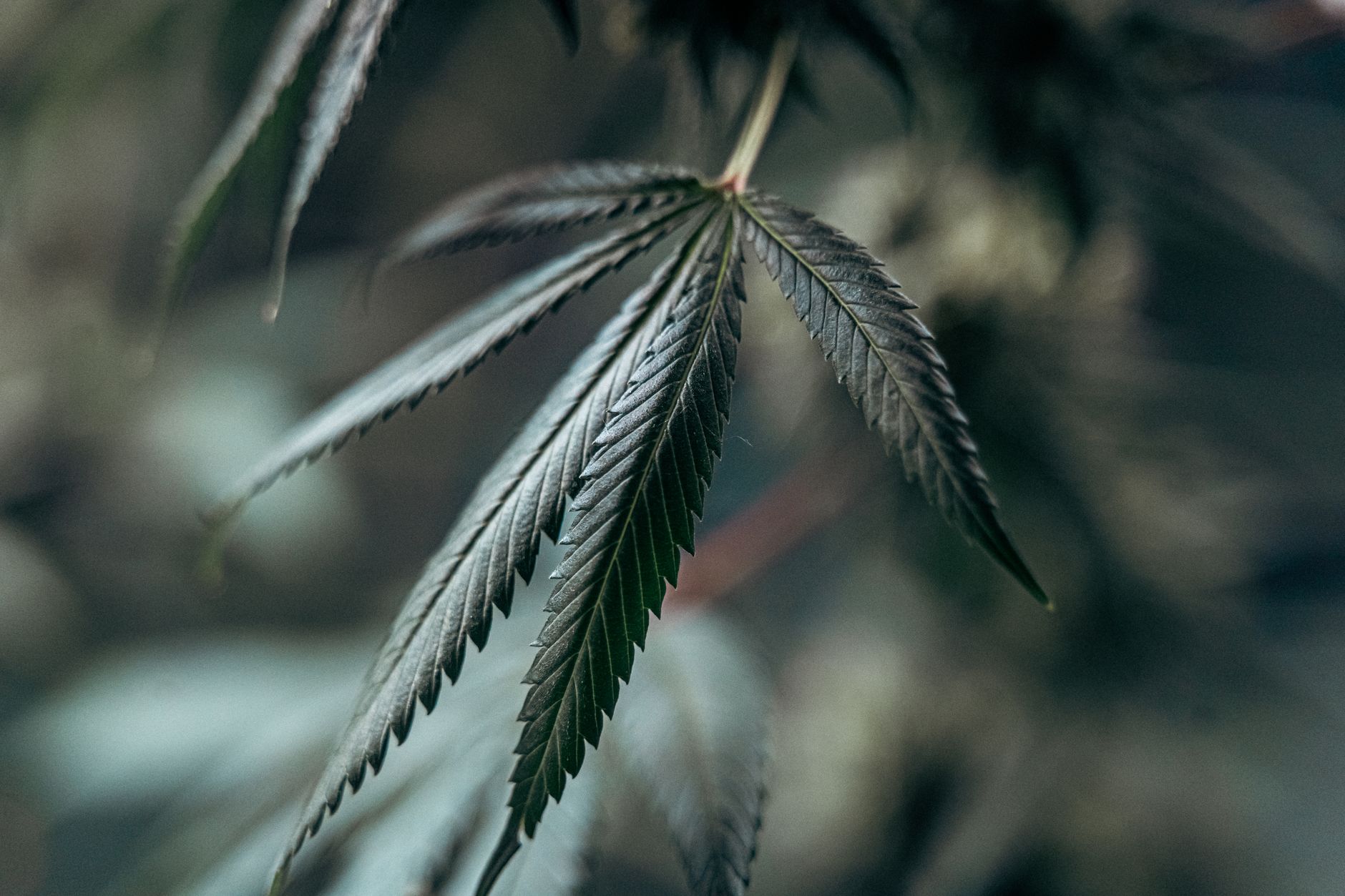 Detailaufnahme eines Cannabis-Blattes mit weichem Hintergrund, die Textur und Wachstum hervorhebt.
