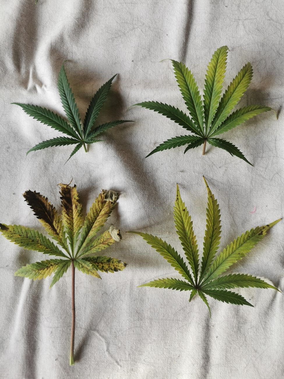 Verschiedene Cannabisblätter auf einer strukturierten Stoffoberfläche.