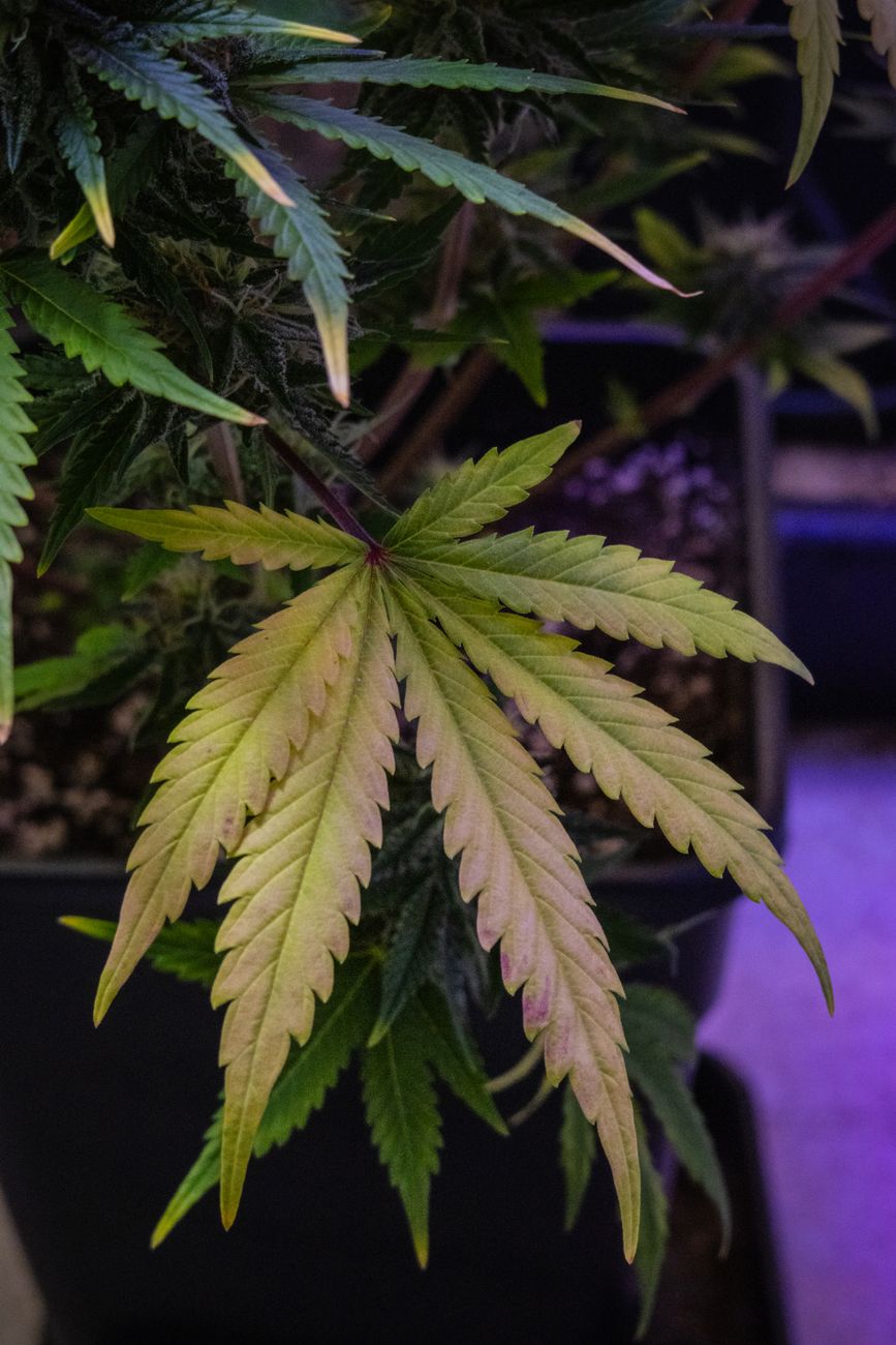 Detailaufnahme eines Cannabisblattes in einem Indoor-Garten.