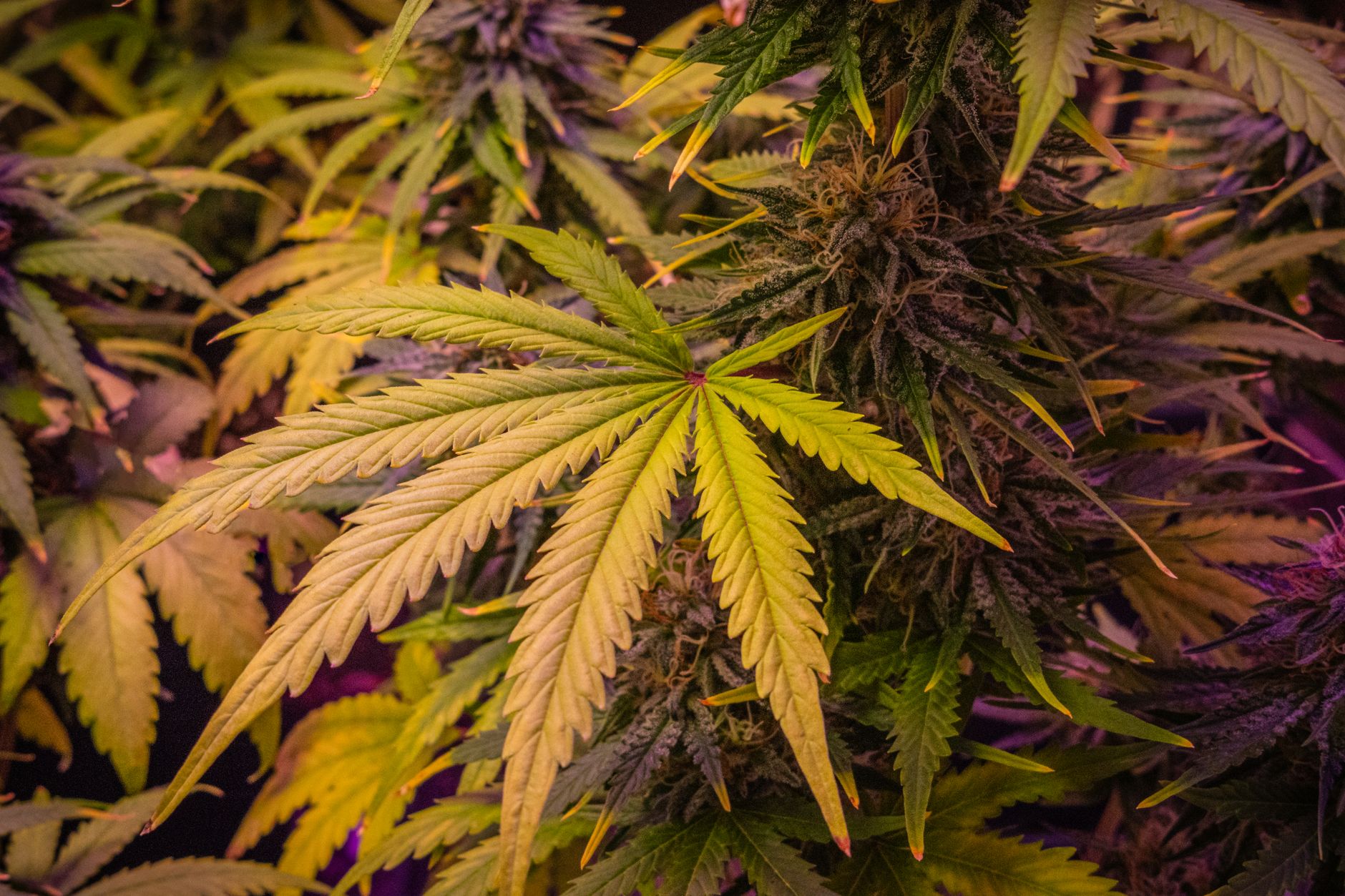 Nahaufnahme üppiger Cannabispflanzen mit detailliert sichtbaren Blättern und Blüten.