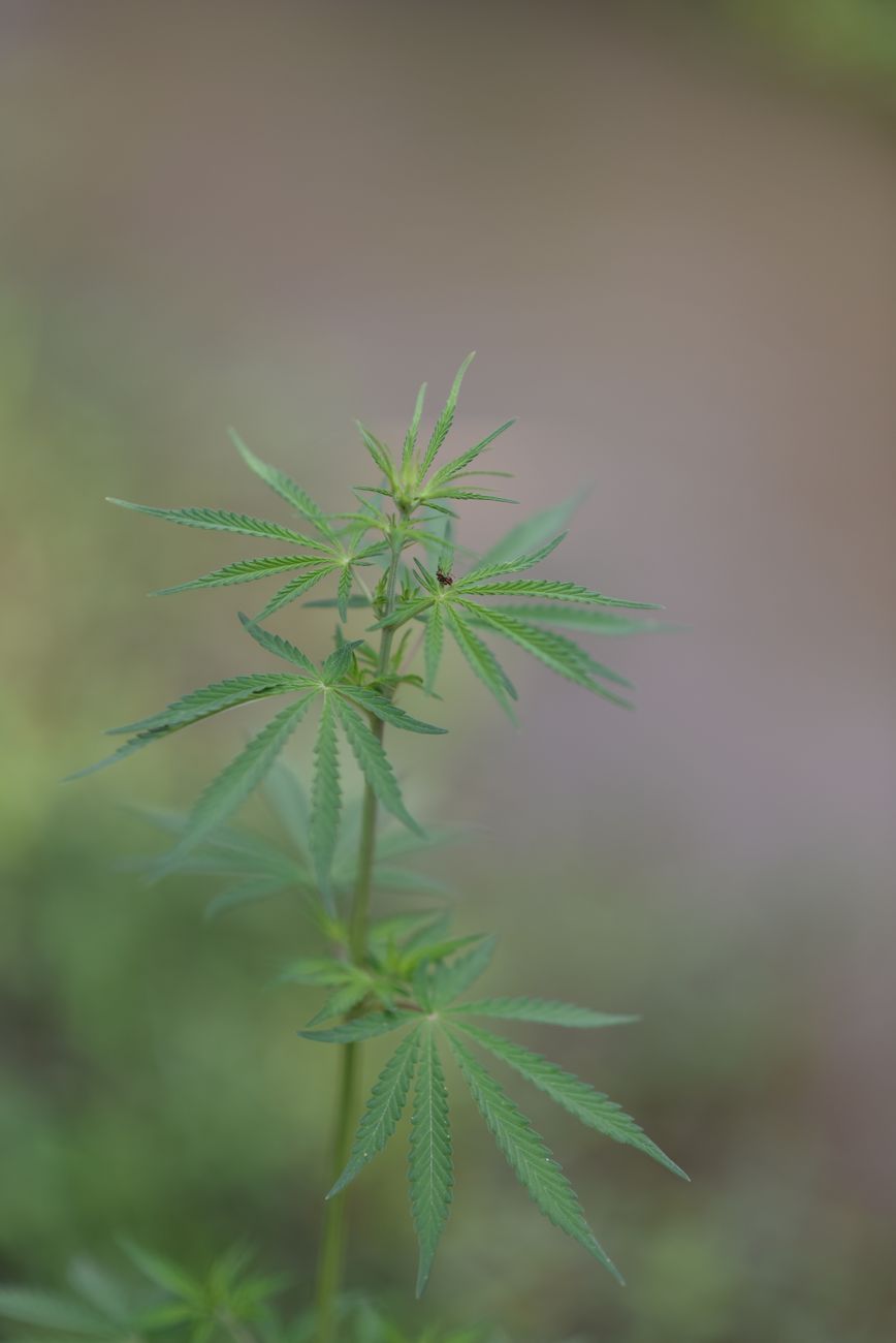 Detailansicht einer Cannabis-Pflanze mit leuchtend grünen Blättern, aufgenommen im Freien.