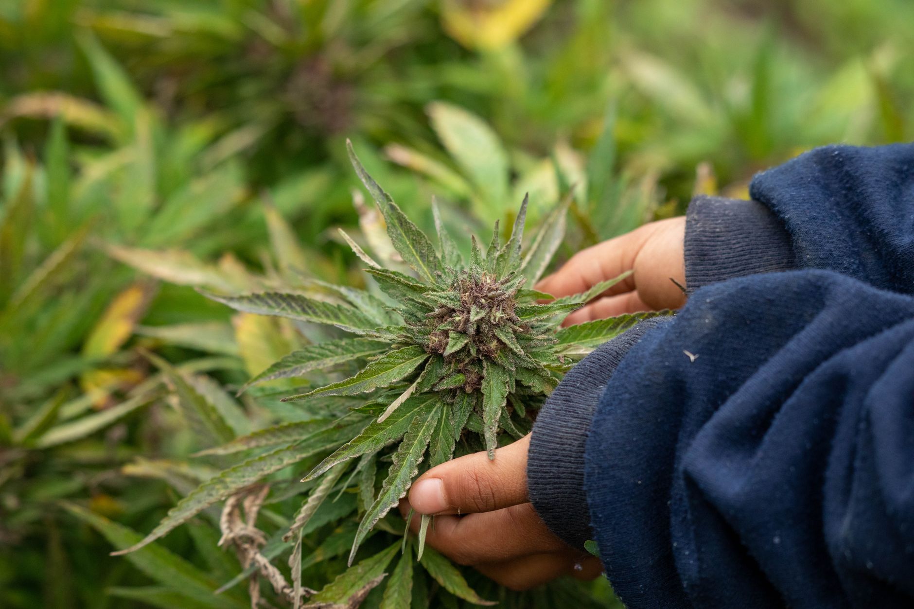 Hände halten behutsam eine ausgewachsene Cannabis-Pflanze im Freien und zeigen natürlichen Anbau.