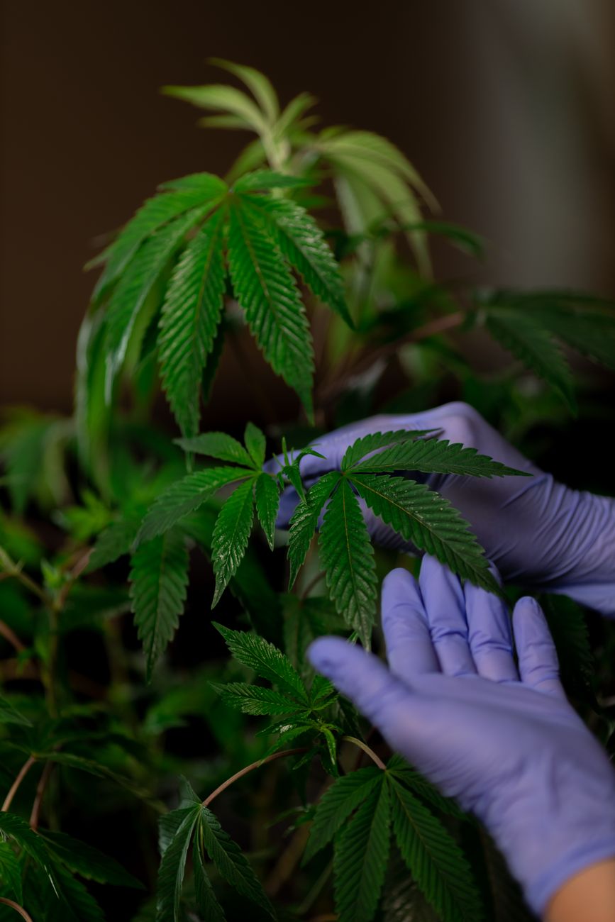 Hände mit Handschuhen untersuchen Cannabis-Blätter im Innenbereich und betonen Wachstum und Anbau.