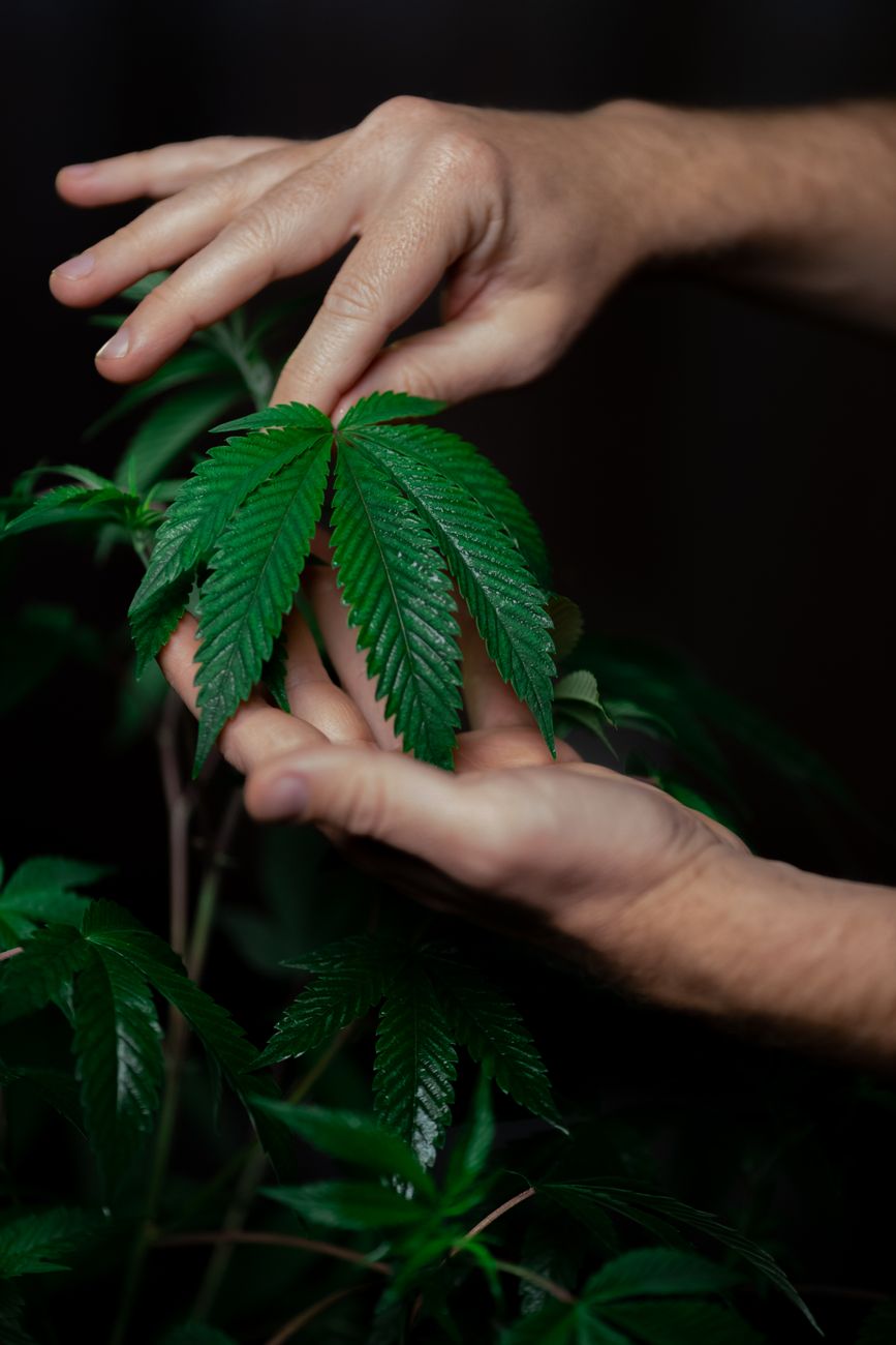 Nahaufnahme von Händen, die sanft ein frisches Cannabisblatt vor einem dunklen Hintergrund halten.