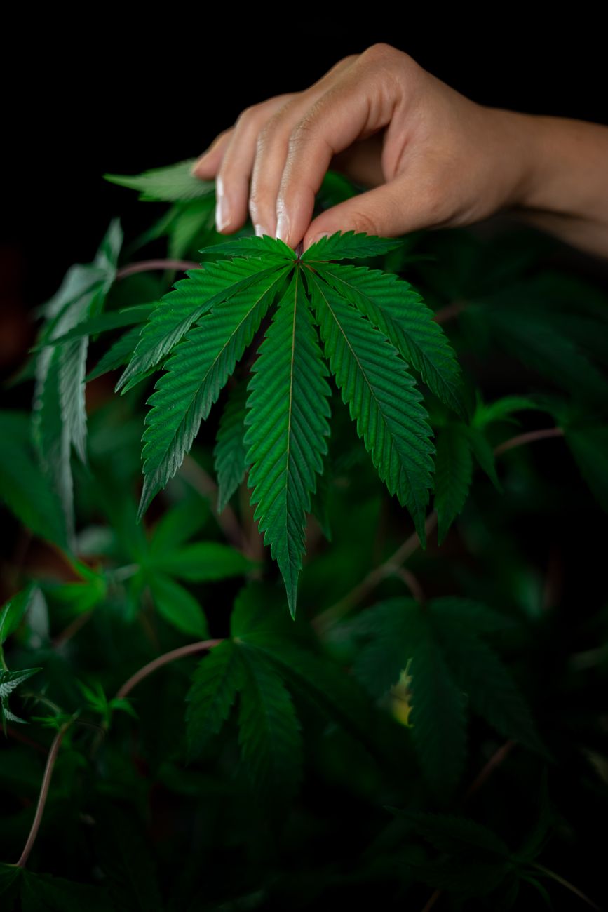 Eine Hand hält sanft ein lebendiges Cannabisblatt vor einem dunklen Hintergrund und zeigt dessen Details und Frische.