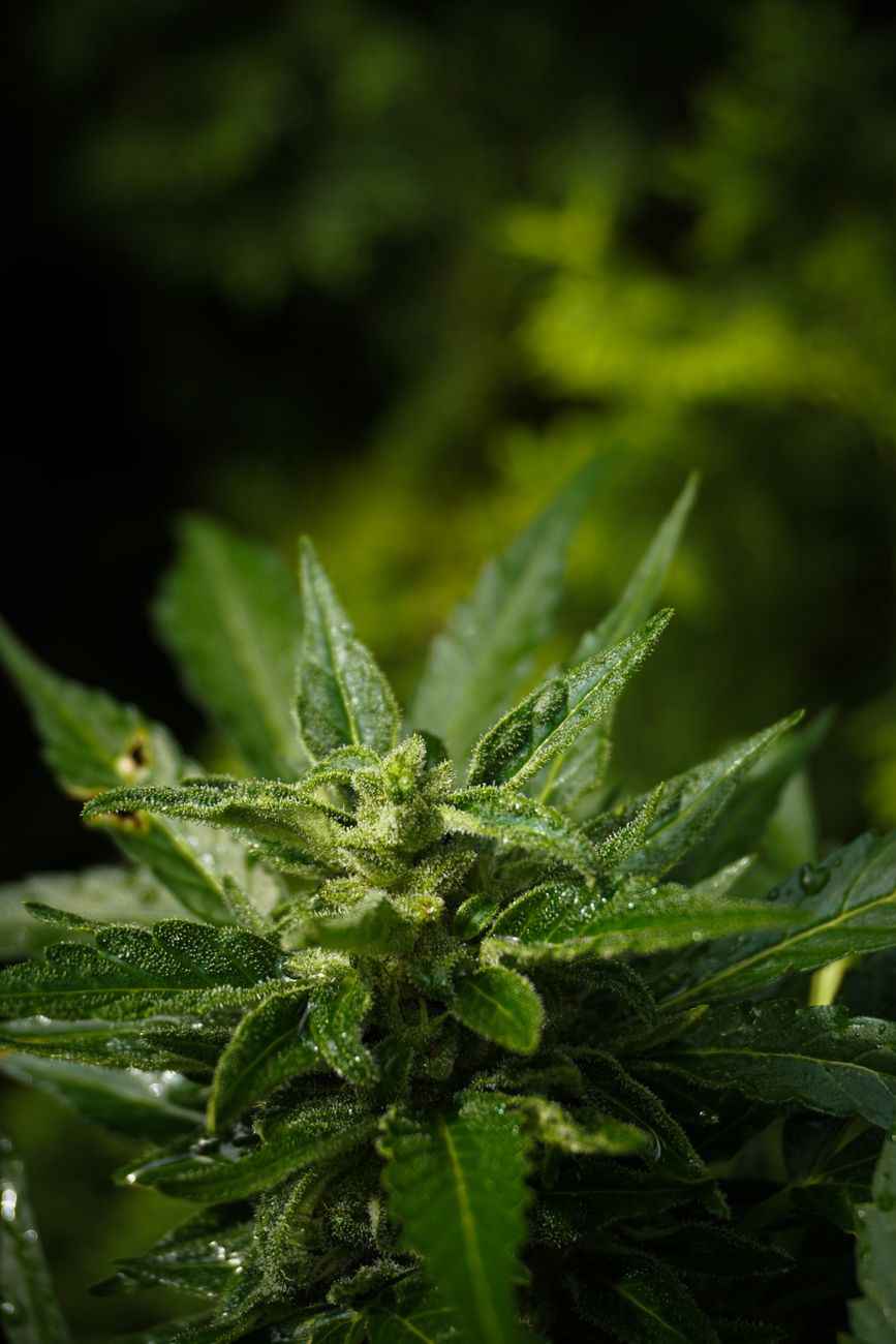 Hochwertiger Makroschuss einer Cannabispflanze mit grünen Blättern und sichtbaren Trichomen.