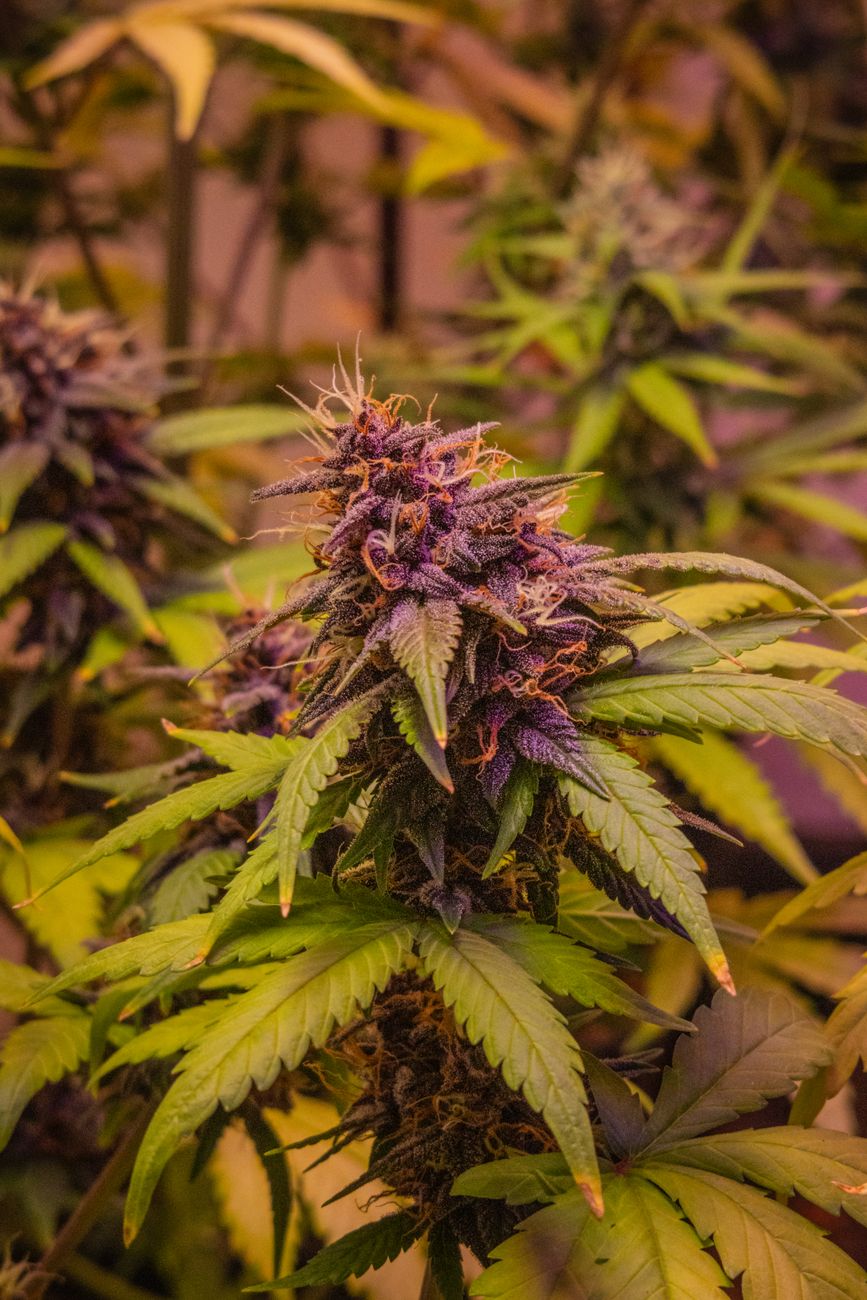 Detailaufnahme einer Cannabispflanze mit leuchtend lila Blüten, die verschiedene Wachstumsstadien zeigt.