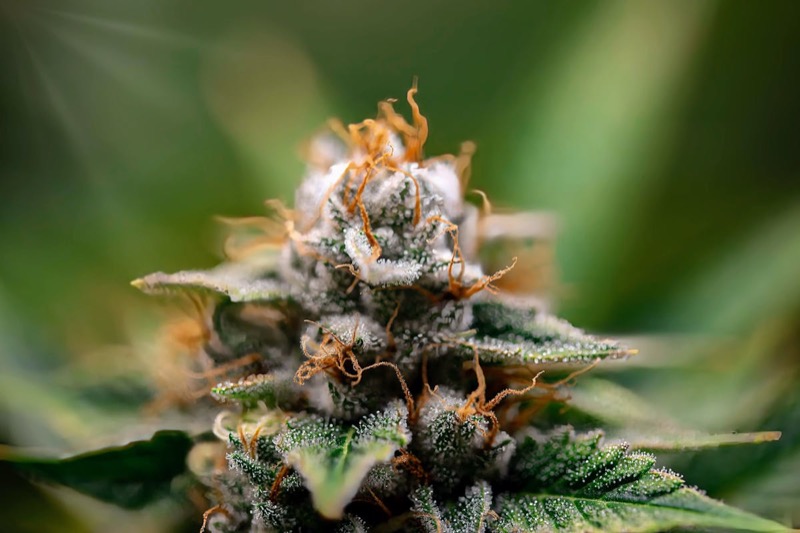Makro-Nahaufnahme einer trichombedeckten Cannabis-Blüte — diese Harzdrüsen enthalten die Terpene, die Vaping besser als Hochtemperatur-Dabbing bewahrt