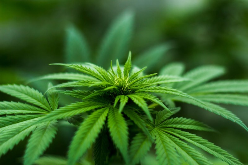 Cannabispflanze erntereif mit reifen Blüten und harzigen Trichomen sichtbar an den Cola-Spitzen