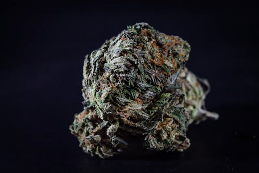 Detailaufnahme einer Cannabisblüte vor schwarzem Hintergrund, die Textur und Struktur der Blüte hervorhebt.