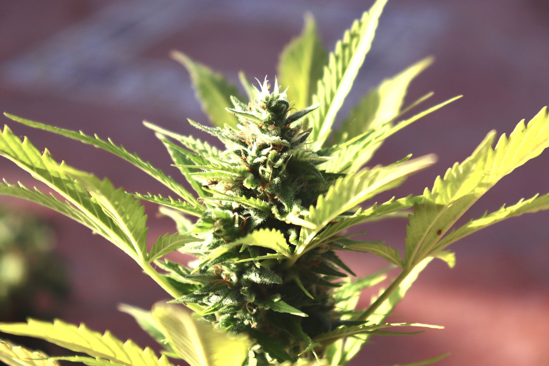 Makroaufnahme einer Cannabis-Blüte mit detaillierten Blättern und Trichomen.