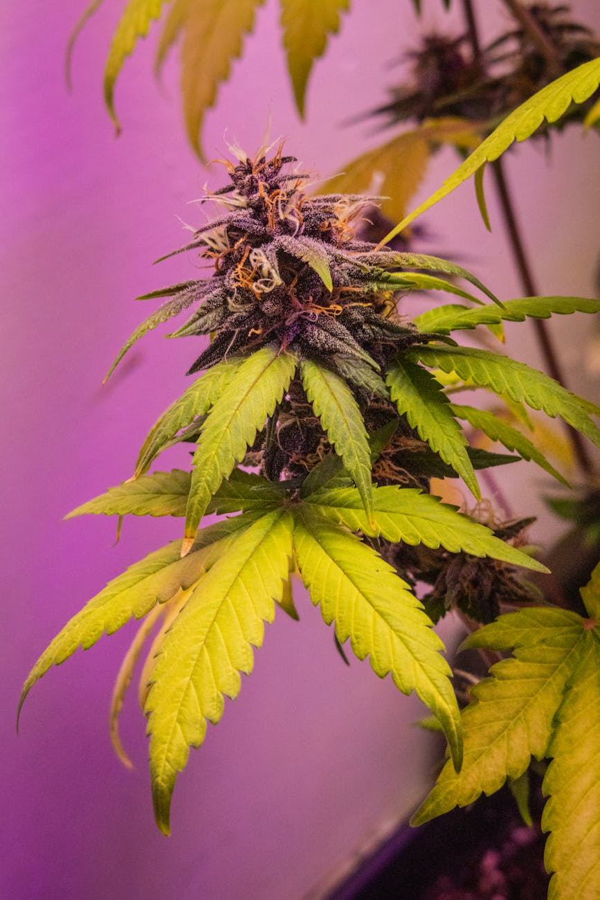 Detailansicht einer Cannabis-Pflanze mit farbenfrohen Knospen und Blättern unter lila Licht.