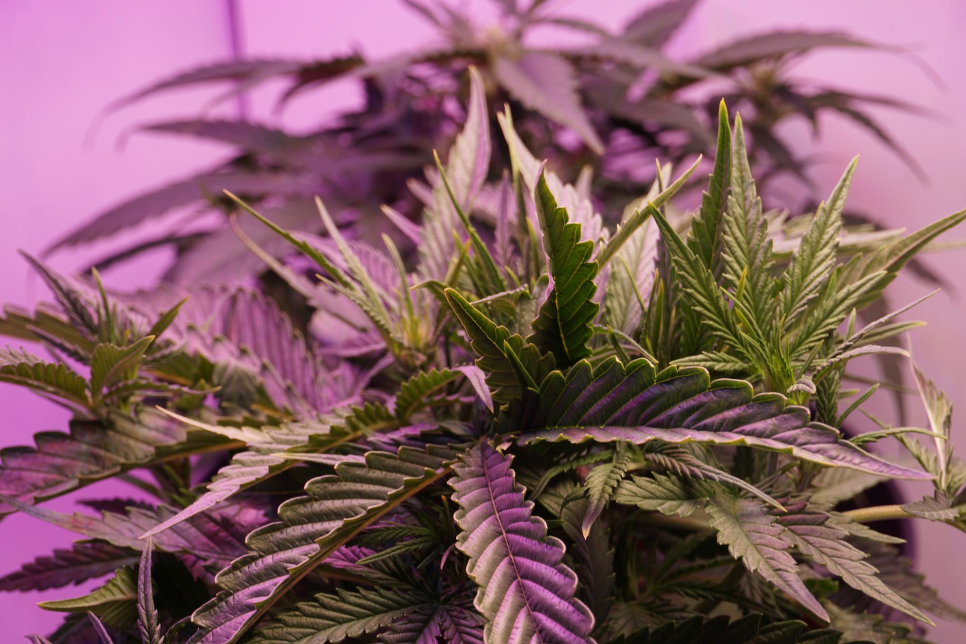 Detailaufnahme leuchtender Cannabis-Blätter unter lila Beleuchtung, die üppiges Blattwerk zeigt.