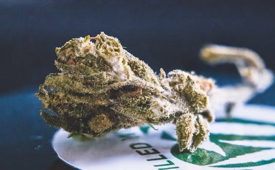 Detailansicht einer getrockneten Cannabisblüte mit sichtbaren Trichomen und Textur.