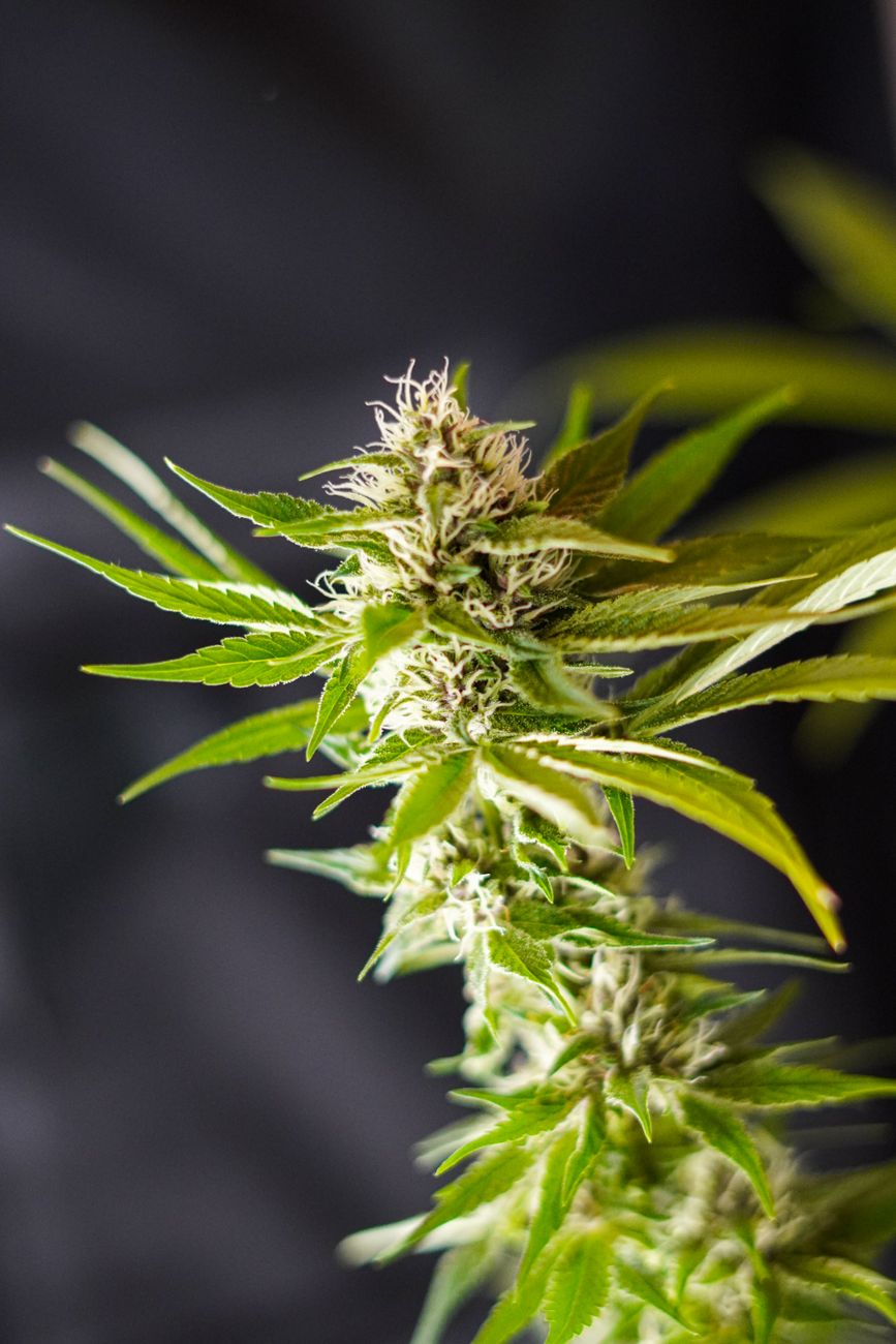 Vertikale Aufnahme einer lebhaften Cannabisblüte mit grünen Blättern, die Trichome und Texturen zeigt.