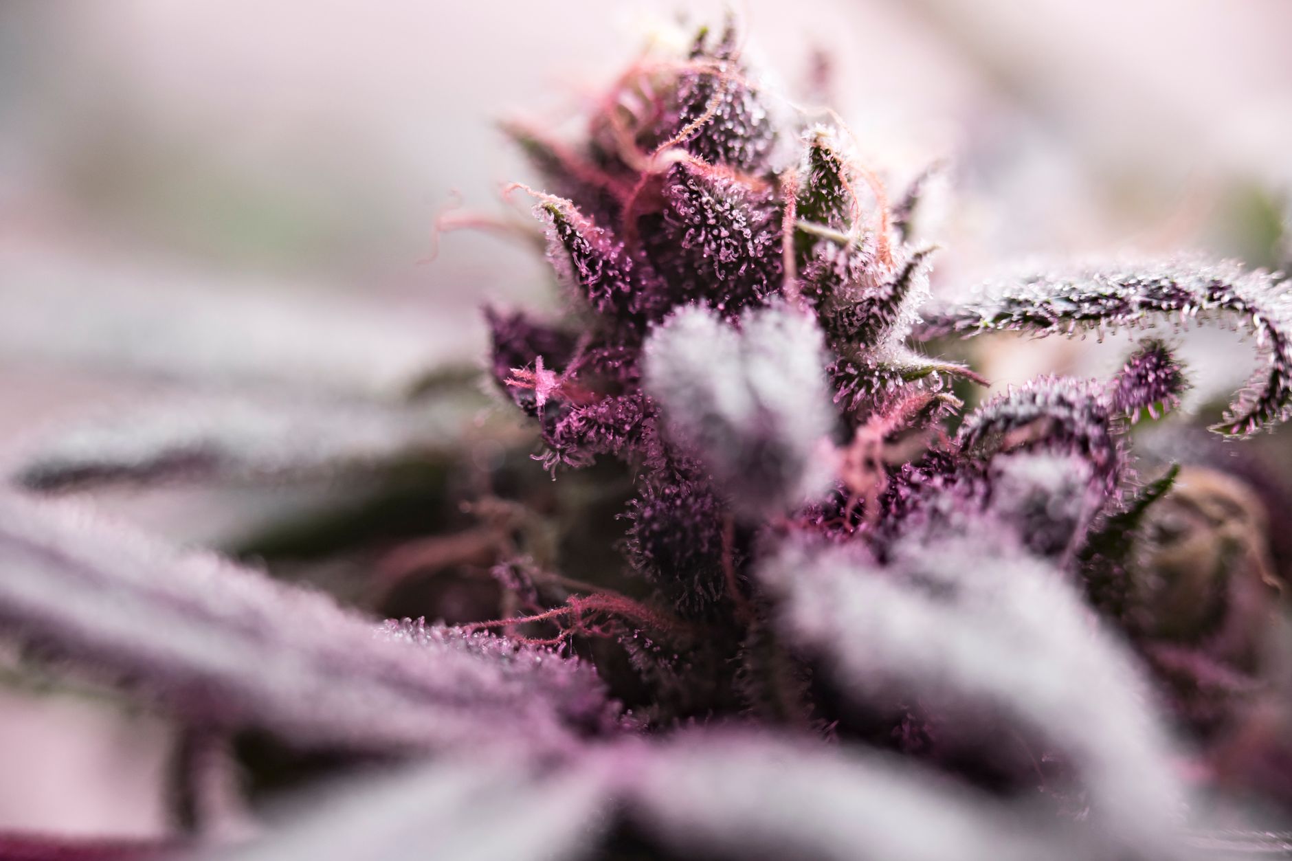 Detaillierte Makroaufnahme einer frostigen Cannabisblüte mit lebhaften Farben in weichem Fokus.