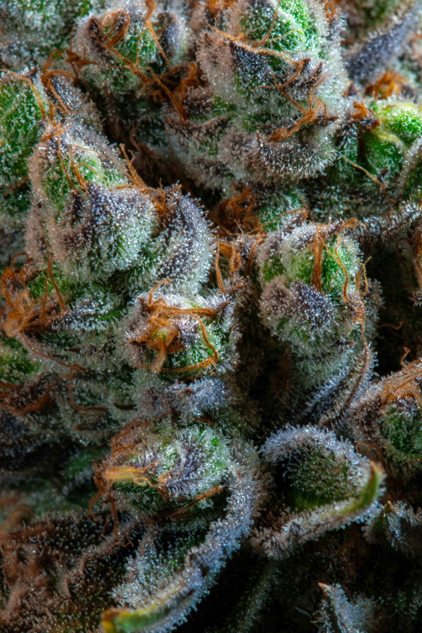 Makroaufnahme von frostigen, trichombedeckten Cannabisblüten in Paraguay.