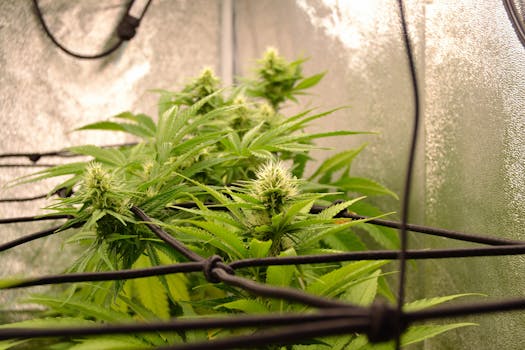 Nahaufnahme einer gesunden Cannabispflanze mit Blüten in einer kontrollierten Innenumgebung.