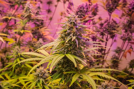 Detailaufnahme einer Cannabispflanze unter leuchtendem rosa Kunstlicht in einem Innenraum.