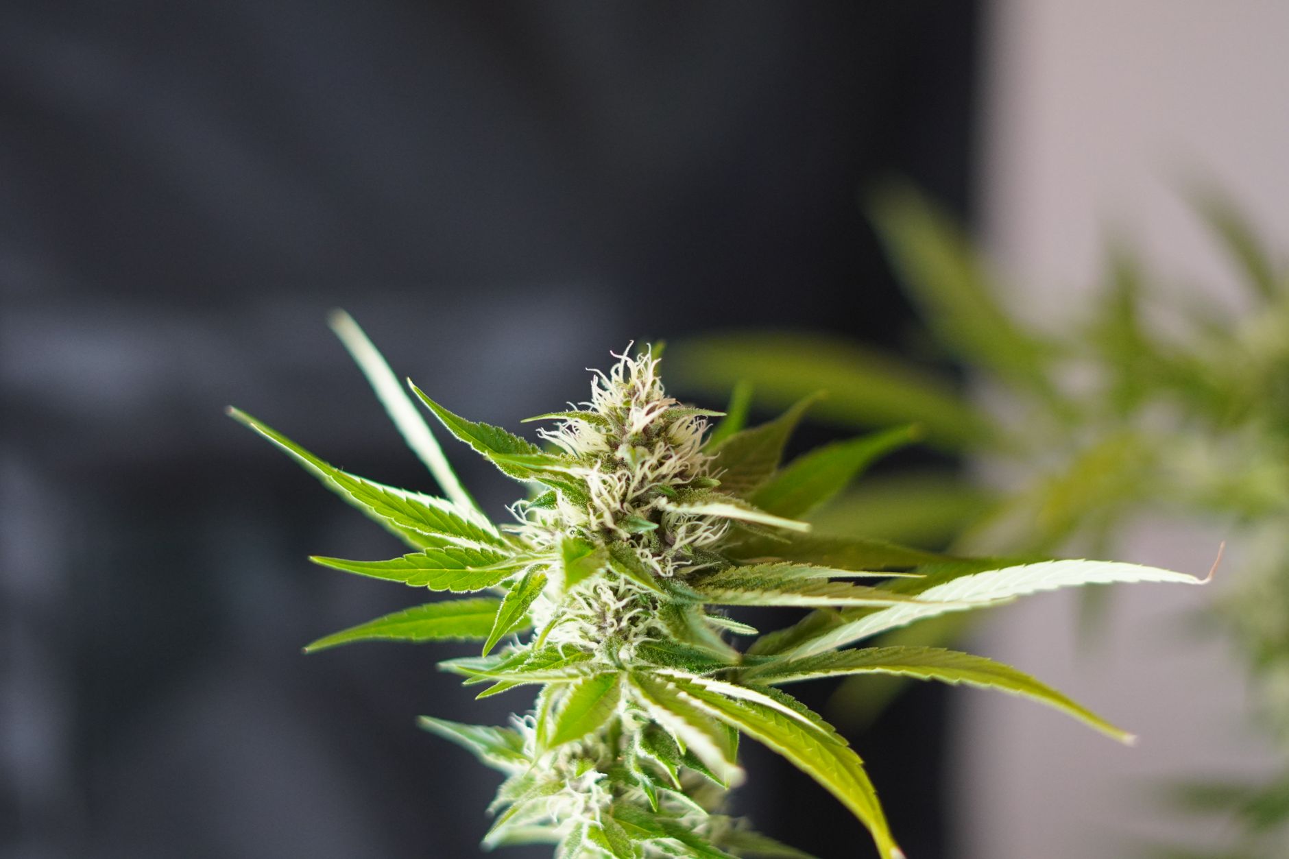 Lebendige Nahaufnahme einer Cannabispflanze mit üppig grünen Blättern und unscharfem Hintergrund.