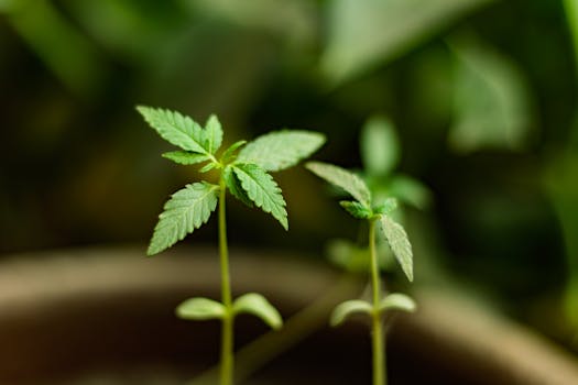 Nahaufnahme von Cannabis-Sämlingen in einem frühen Wachstumsstadium mit leuchtend grünen Blättern.