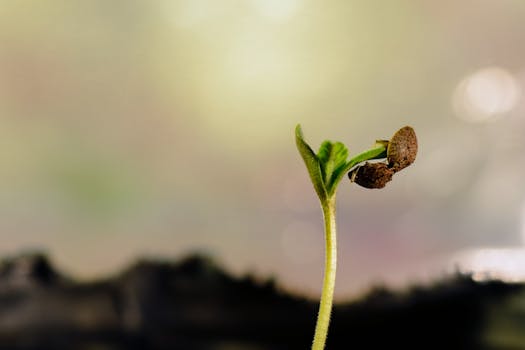 Detailaufnahme eines jungen Cannabis-Sämlings, der aus dem Substrat wächst und seine frühen Wachstumsstadien zeigt.