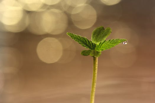 Nahaufnahme eines Cannabis-Sämlings mit einem Wassertropfen auf dem Blatt, der Wachstum und Frische zeigt.