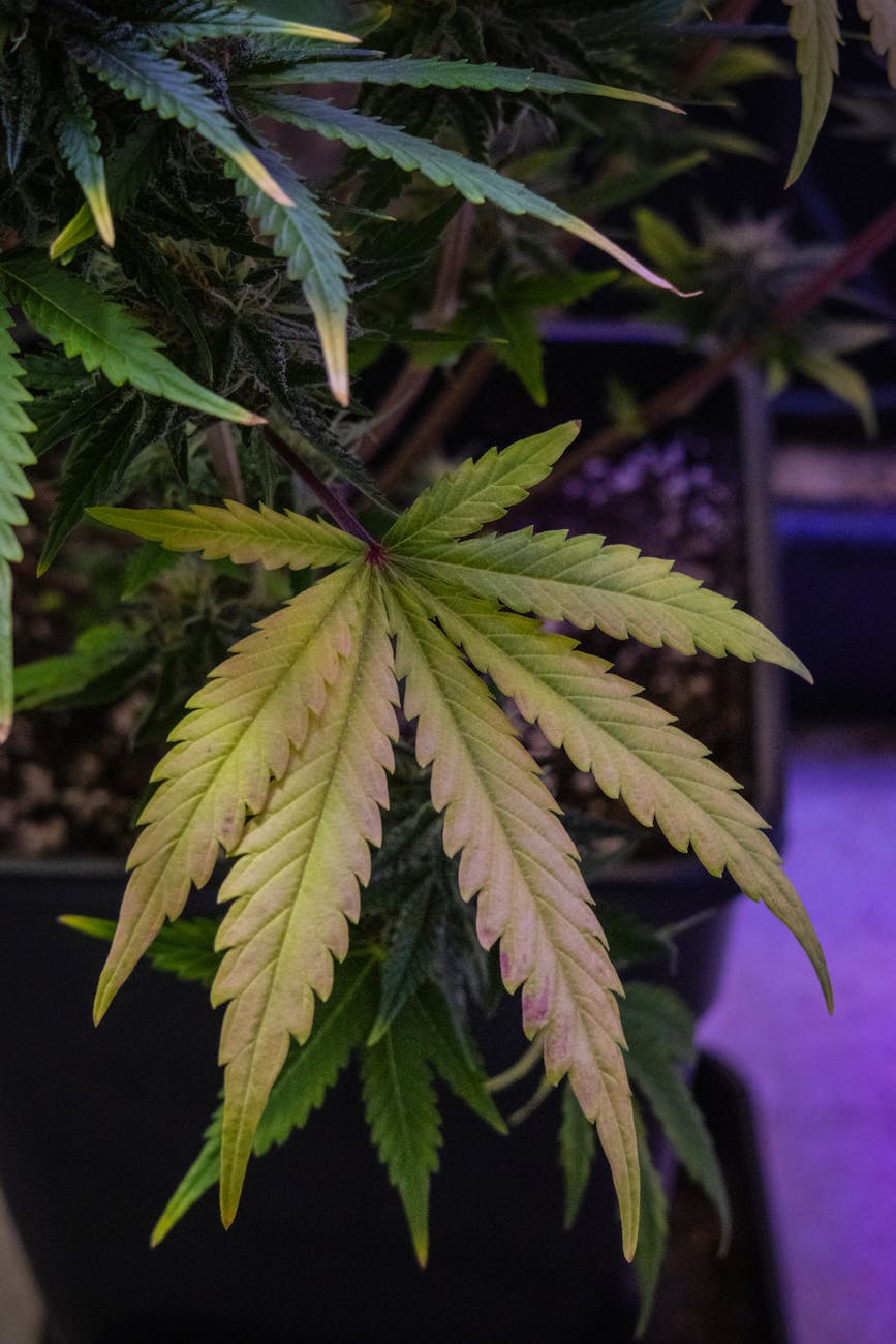 Lebendige Nahaufnahme eines Cannabisblatts in einem Indoor-Gartenaufbau.