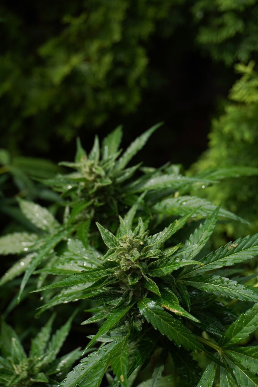 Nahaufnahme einer frischen Cannabispflanze mit Tautropfen, die ihre natürliche Schönheit und ihr medizinisches Potenzial hervorhebt.