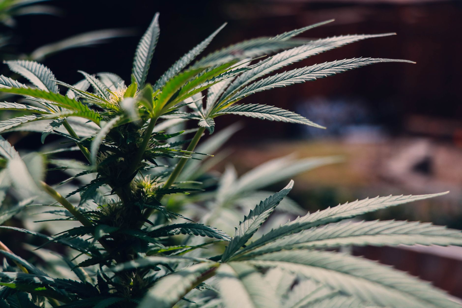 Detailansicht einer Cannabispflanze mit leuchtend grünen Blättern im Außenbereich, ideal für medizinische und botanische Themen.