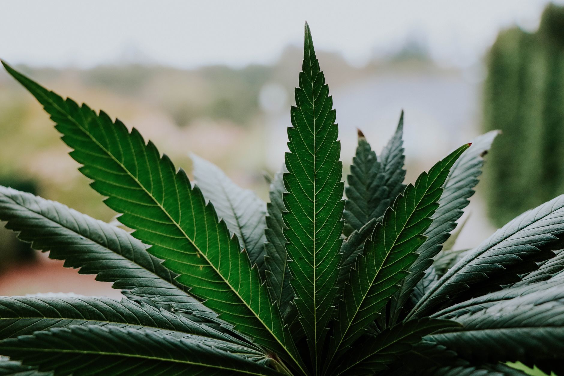 Nahaufnahme lebendiger Cannabisblätter im Freien, die natürliche Schönheit und Symmetrie zeigen.