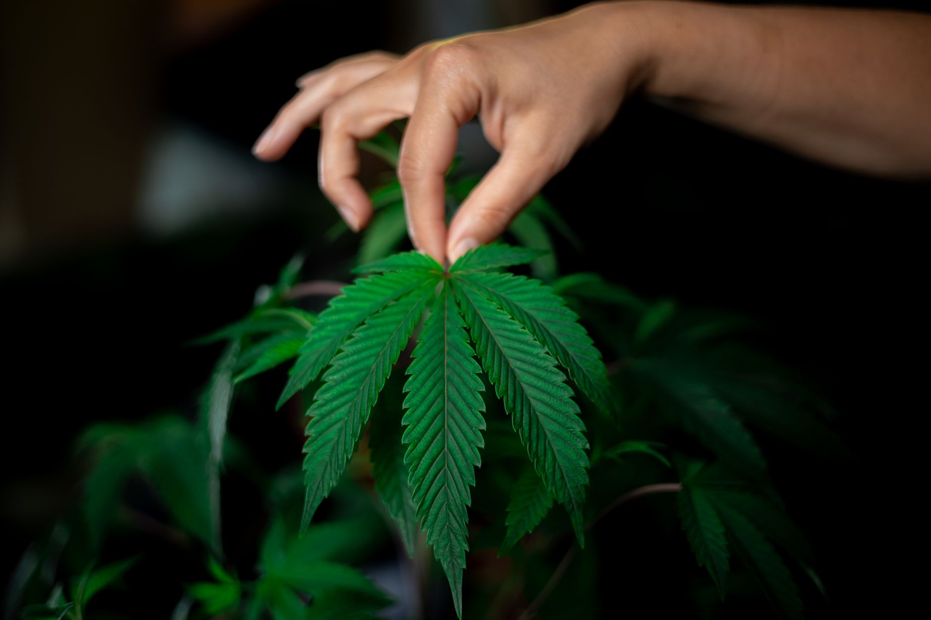 Nahaufnahme einer Hand, die sanft ein Cannabisblatt hält und dessen satte grüne Textur hervorhebt.