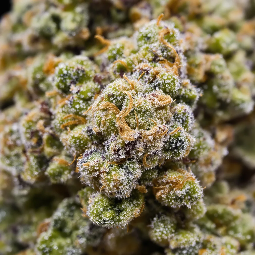 13 Dawgs Cannabispflanze in der Blütephase — 120-180 cm feminisiert