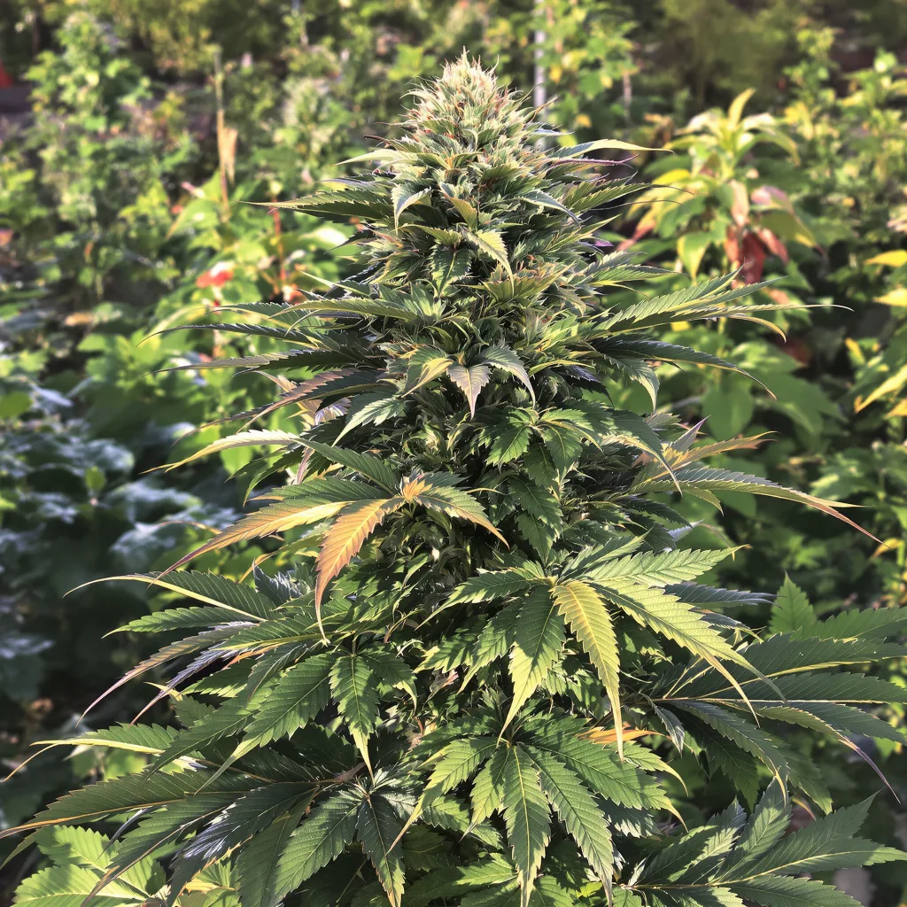 501st OG 74% Indica / 26% Sativa — Blüte mit sichtbaren Trichomen
