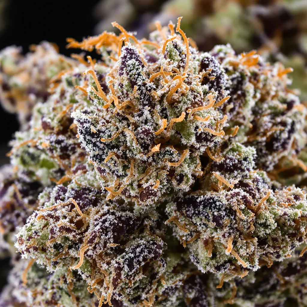 9 Pound Hammer Cannabispflanze in der Blütephase — 60-100 cm automatisch blühend