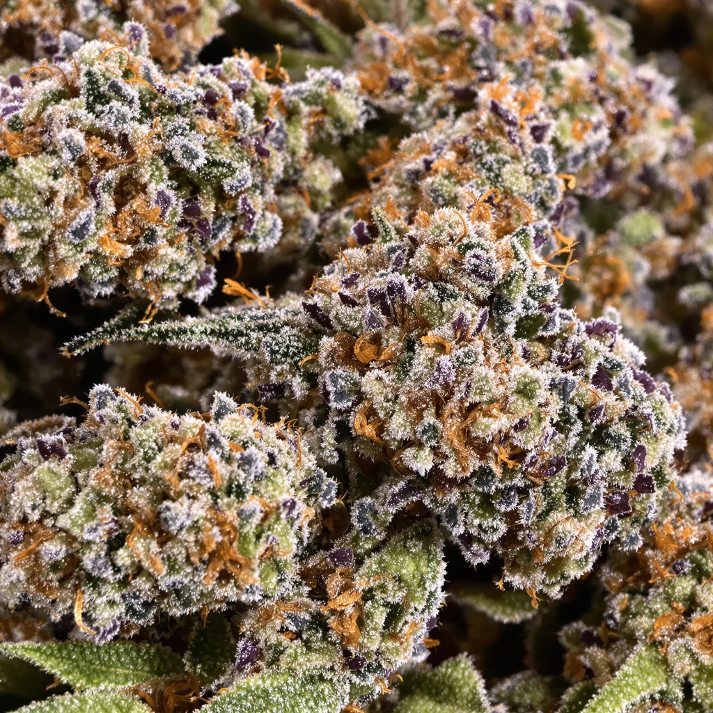 Abusive OG Cannabispflanze in der Blütephase — 60-100 cm automatisch blühend