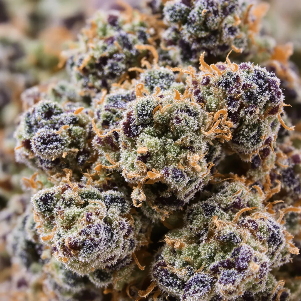 Ace Killer OG Cannabispflanze in der Blütephase — 60-100 cm automatisch blühend