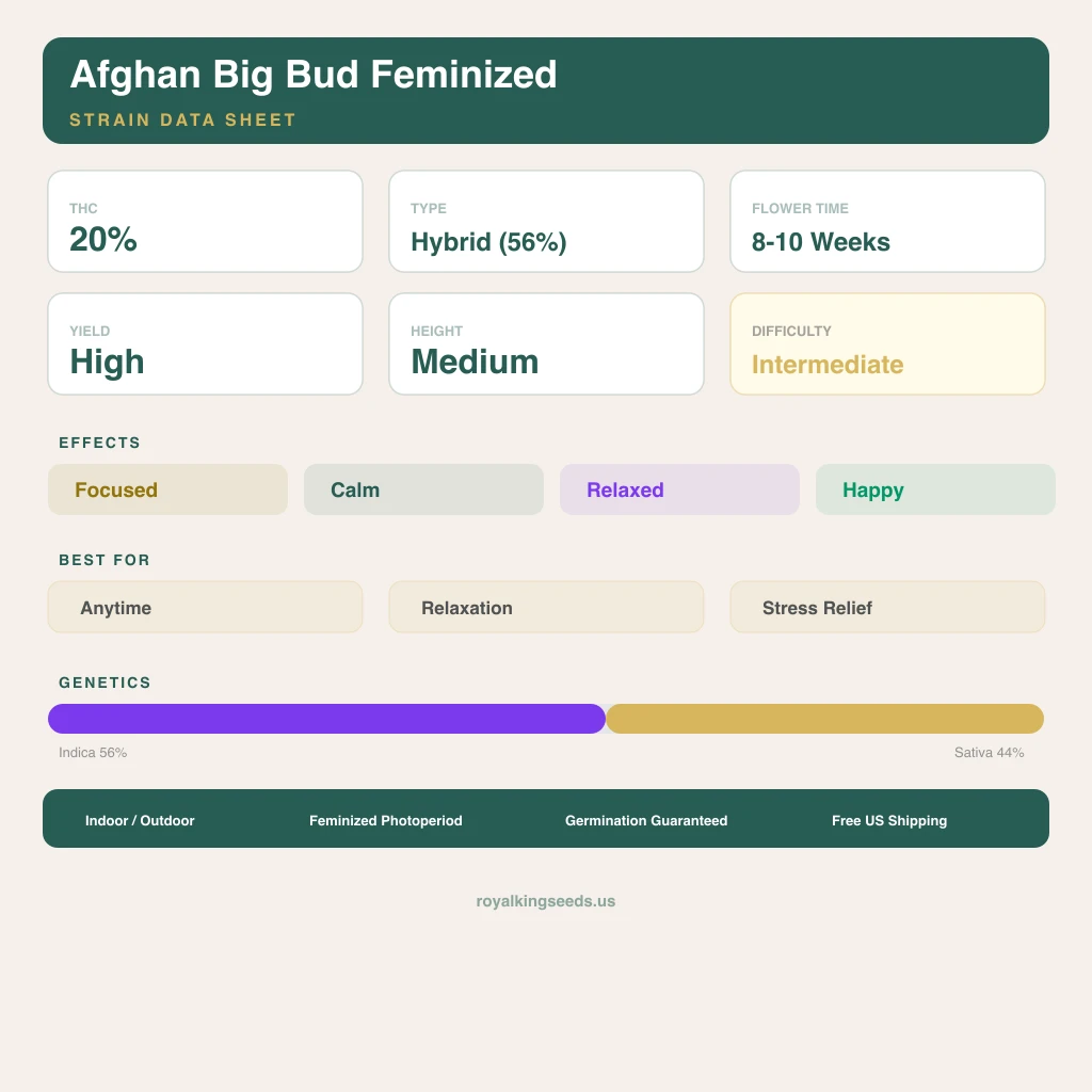 Afghan Big Bud 56% Indica / 44% Sativa — Blüte mit sichtbaren Trichomen